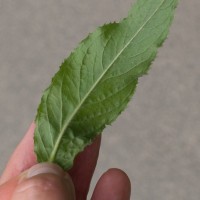 Great Willowherb
